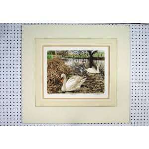  Country Lake Swans Laura Boyd Limited Edition 293/500 