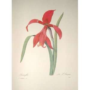  Redoute Botanical Print #5 Jacobea Lily 