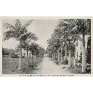  1899 Print Royal Palms Bridgetown Barbados West Indies 