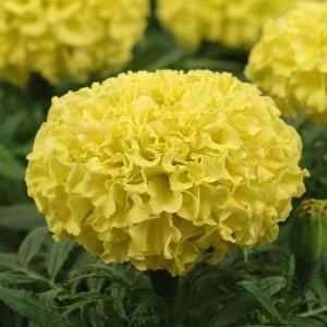  50 Marigold Taishan Yellow seed Patio, Lawn & Garden