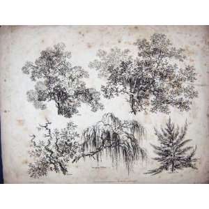  1807 Elm Oak Tree Garden Fir Weeping Willow Ackermann 