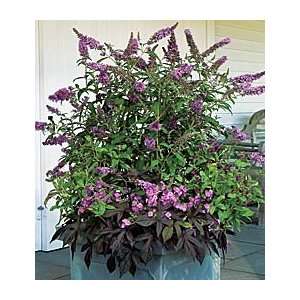  Butterflys Delight Collection7 plants Patio, Lawn 