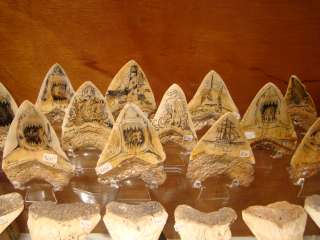   False Mako Fossil Sharks Tooth RARE SUMMERVILLE BENEDENI   