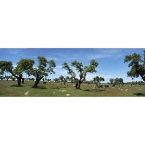  Trees on a Landscape, Caceres, Estremadura, Spain Premium 