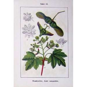  Acer Campestre Pseudoplatanus Flowers Sturms 1902