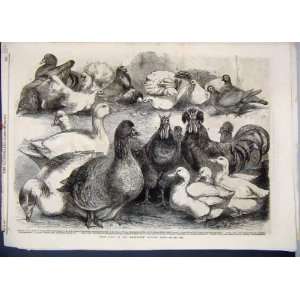   1865 Prize Birds Birmingham Poultry Show Pigeon Ducks