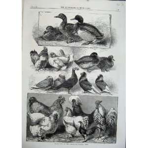   1863 Prize Birds Birmingham Poultry Show Pigeons Duck