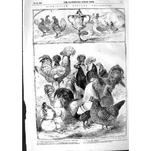  1855 BIRMINGHAM POULTRY SHOW PIGEONS BANTAM BIRDS