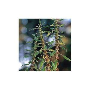  Motherwort