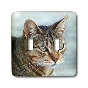   Cats   Tabby Cat Portrait   Light Switch Covers   double toggle switch