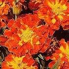 THOMPSON MORGANS MARIGOLD SEEDS MR MAJESTIC 25 SEEDS items in Marys 