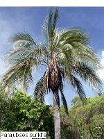 PARAJUBAEA all 3 Species COLD HARDY Coconut PALM Tree  