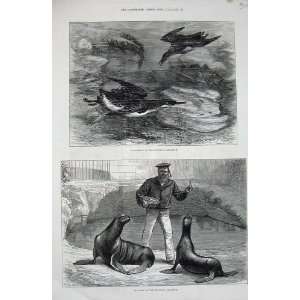  1877 Guillemots Brighton Aquarium Sea Lions Animals
