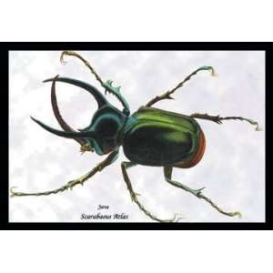  Beetle Scarabaeus Atlas of Java #1 12x18 Giclee on canvas 