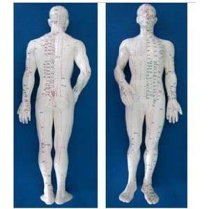  Human Acupuncture Model 20 Inch Points Labeled in English 