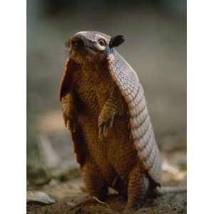  Six Banded Armadillo Stands on its Hind Legs Stretched 