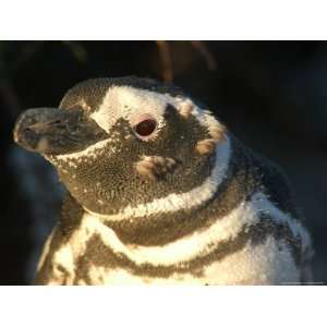 Molting Magellan Penguin, Chubut Province, Valdes Peninsula, Argentina 