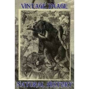   7cm x 4.5cm Photo Gift Tags Vintage Natural History Image Sloth Bear