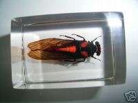 Red Cicada (Huechys sanguine) Insect Specimen  