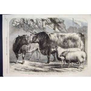    Her Majesty Prize Cattle Leicester Show Sketch 1868