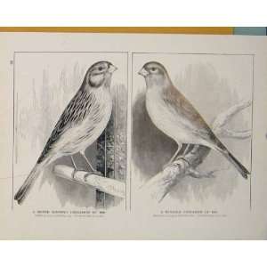  Cinnamon Canary 1888 1891 British Birds Antique Print 