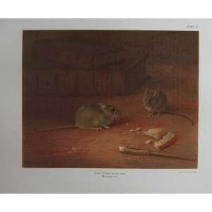  1903 Thorburn Colour Common Mouse Mus Musculus Mammals 