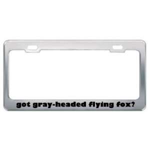 Got Gray Headed Flying Fox? Animals Pets Metal License Plate Frame 