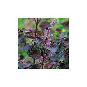  Purple Shiso Patio, Lawn & Garden