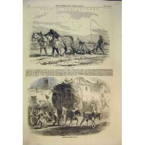   1854 French Agriculture Ploughing Harvest Shire Horse