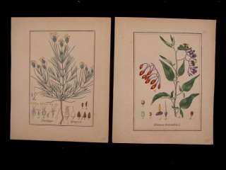 Common & Rare plants c1850 lot 10 hand color plates (A)  