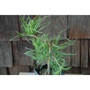   Horstmanns Recurved   Contorted Larch Tree Patio, Lawn & Garden
