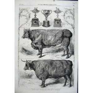   1862 Smithfield Club Show Prize Cattle Heifer Ox Cups