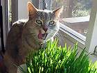   Around 4000 Premium Oat Cat Grass Seeds & You Can Double It for FREE