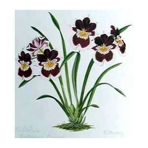   Print   Orchid, Plate II   Artist Esme Hennessy  Poster Size 24 X 18