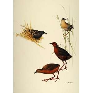   American Yellowbreasted Crakes Birds   Original Print