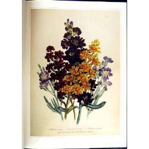  C1991 Ornamental Flowers Stock Cruciferae Mathiola