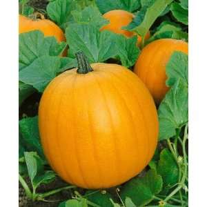  Jack O Lantern Pumpkin Seeds   Cucurbita Pepo   4 Grams 