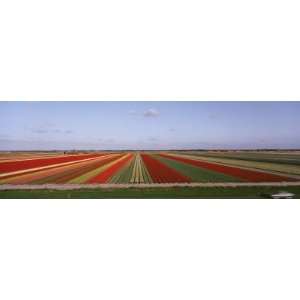 High Angle View of Cultivated Flowers on a Field, Holland Photographic 