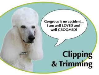 Grooming Supplies, Pet Care items in Dog Grooming Tools 