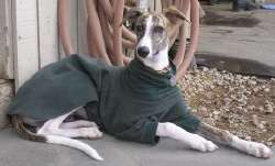 ANY SOLID COLOR PULLOVER JAMMIE COAT GREYHOUND SALUKI  