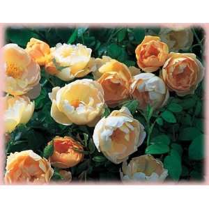  Comtes de Champagne (Rosa English Rose)   Bare Root Rose 