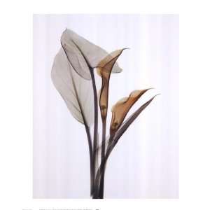 Calla Two by Albert Koetsier 13x16 