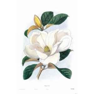  Magnolia Foetida artist Anonymous 17.5x23