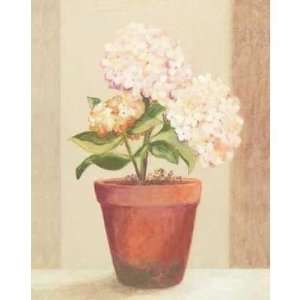  Martha Decon   Hydrangeas In Red Pot Size 16x20 Poster 