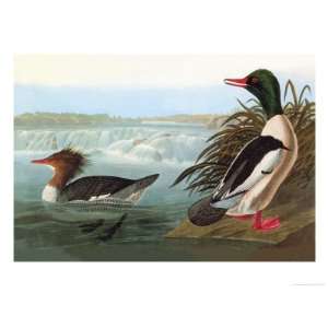   Giclee Poster Print by John James Audubon, 30x40