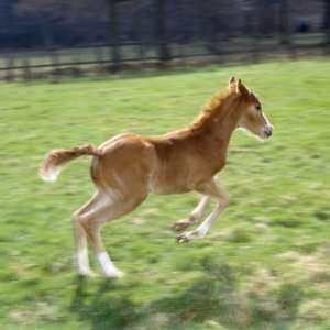 com Domestic Horse, Chestnut British Show Pony Colt Foal Leaping Away 