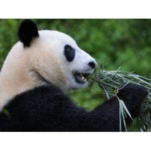  Giant Panda Feeding on Bamboo at Bifengxia Giant Panda 