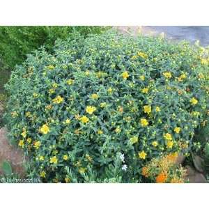  Sunburst St. Johns Wort Perennial   Hypericum Patio 