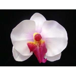  NEW Small White With Fushia Center Orchid Hair Flower Clip 