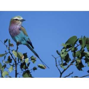  Lilac Breasted Roller in Savuti Marsh, Chobe National Park 